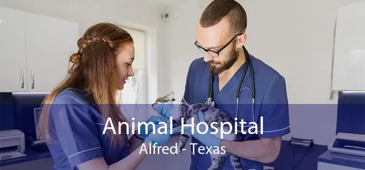 Animal Hospital Alfred - Texas