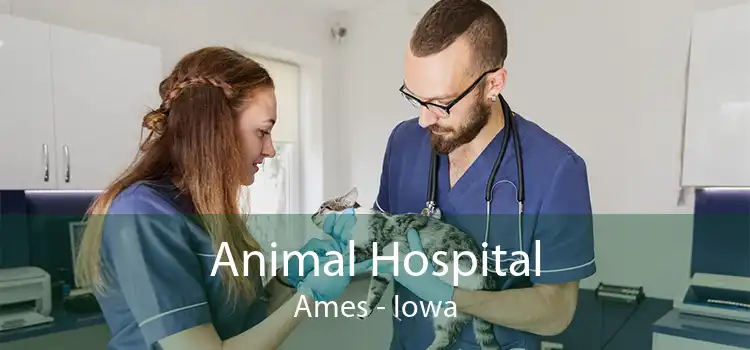 Animal Hospital Ames - Iowa