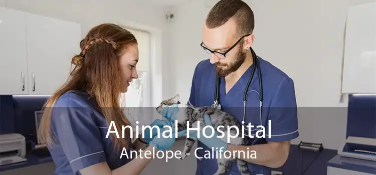 Animal Hospital Antelope - California