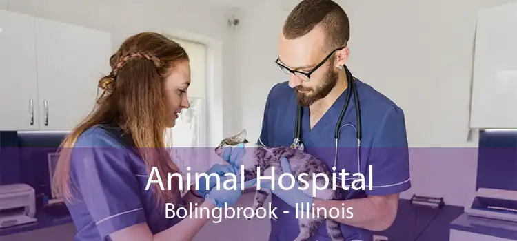 Animal Hospital Bolingbrook - Illinois