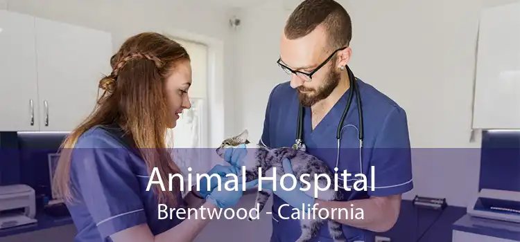 Animal Hospital Brentwood - California