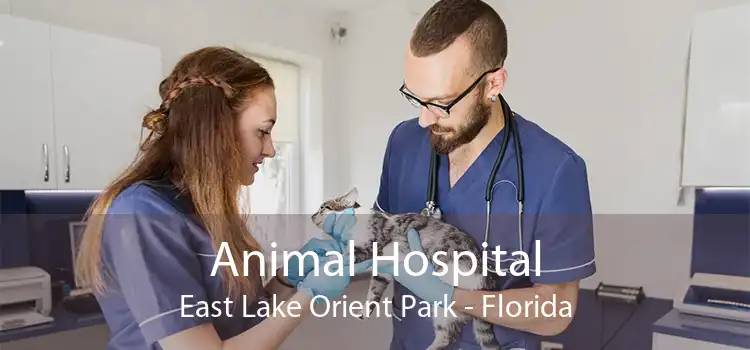 Animal Hospital East Lake Orient Park - Florida