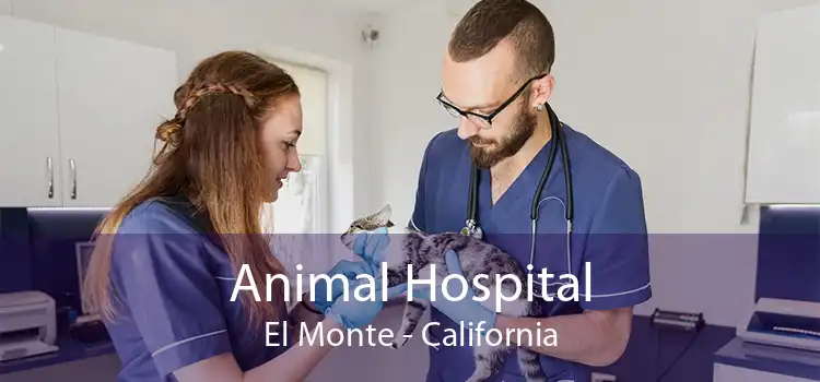 Animal Hospital El Monte - California