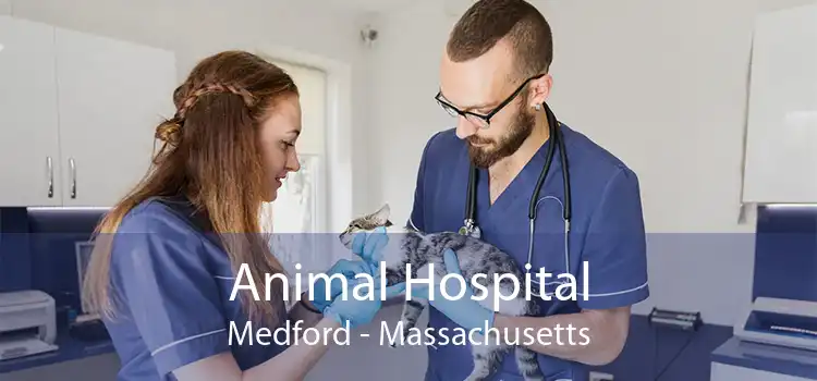 Animal Hospital Medford - Massachusetts