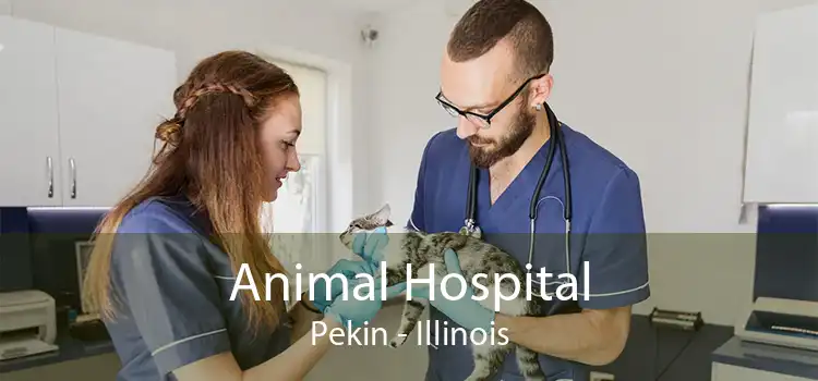 Animal Hospital Pekin - Illinois