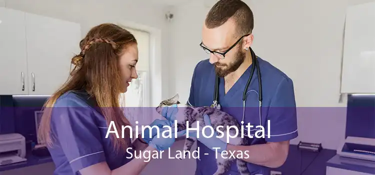 Animal Hospital Sugar Land - Texas