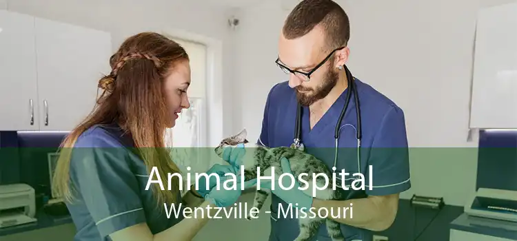 Animal Hospital Wentzville - Missouri