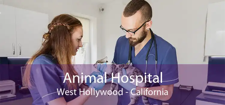 Animal Hospital West Hollywood - California