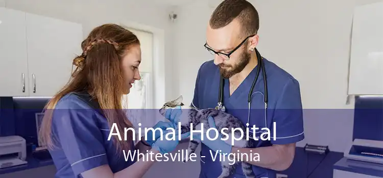 Animal Hospital Whitesville - Virginia