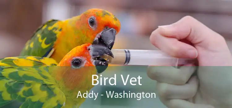 Bird Vet Addy - Washington