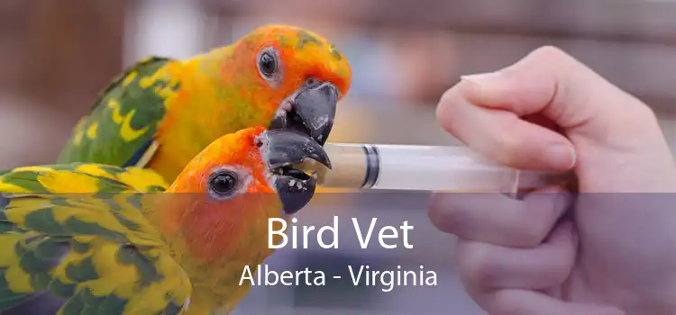 Bird Vet Alberta - Virginia