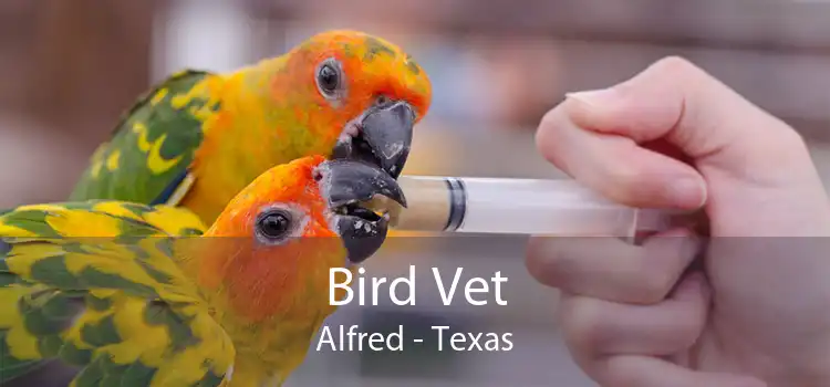 Bird Vet Alfred - Texas