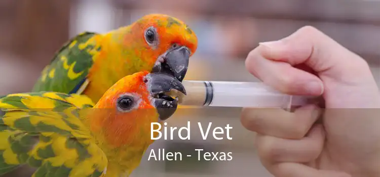 Bird Vet Allen - Texas