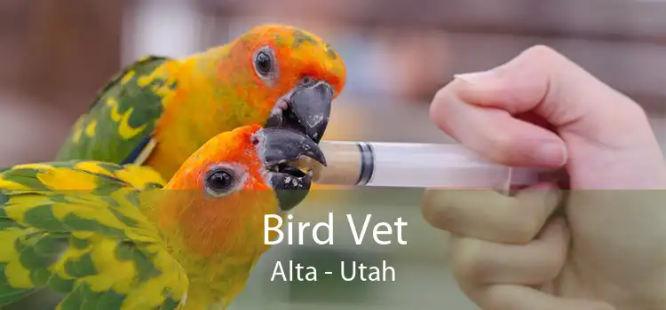 Bird Vet Alta - Utah