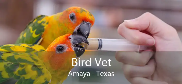 Bird Vet Amaya - Texas