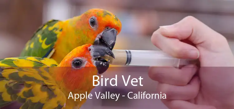 Bird Vet Apple Valley - California