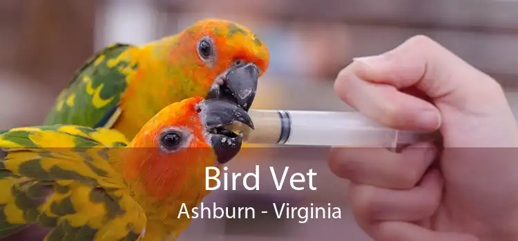 Bird Vet Ashburn - Virginia