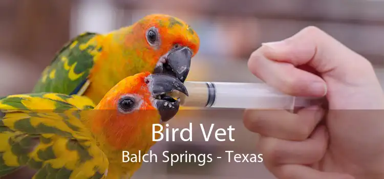 Bird Vet Balch Springs - Texas