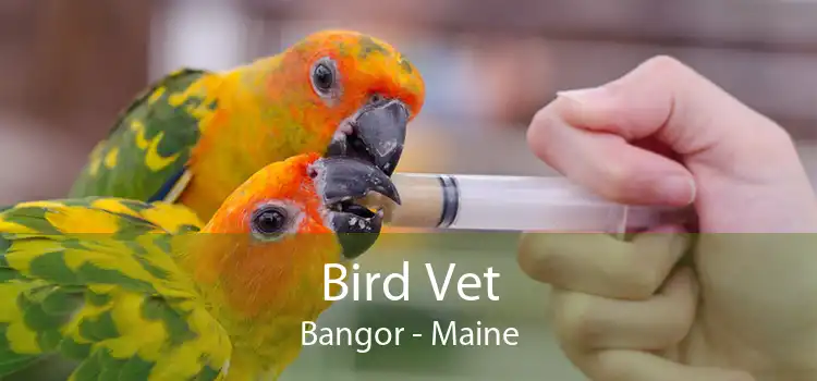 Bird Vet Bangor - Maine