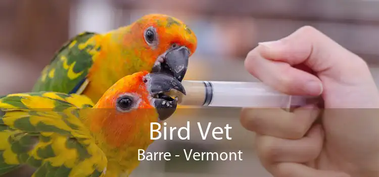 Bird Vet Barre - Vermont