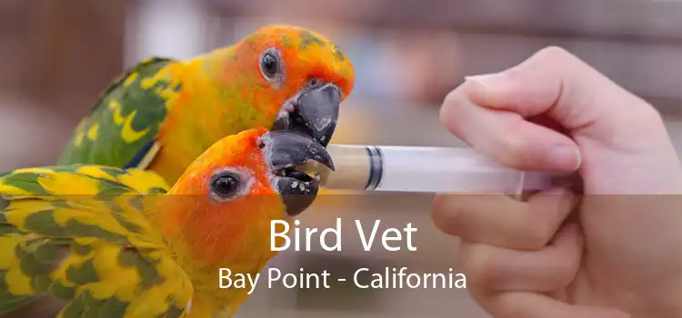 Bird Vet Bay Point - California