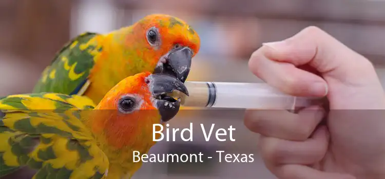 Bird Vet Beaumont - Texas