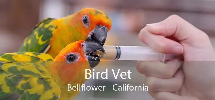 Bird Vet Bellflower - California