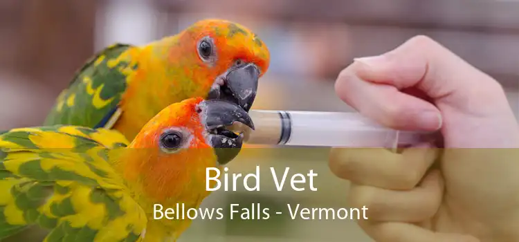 Bird Vet Bellows Falls - Vermont