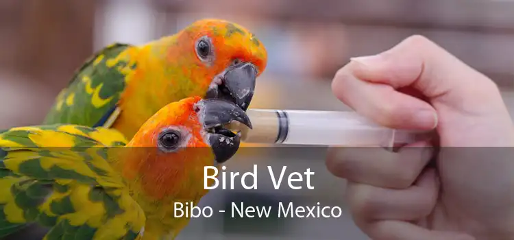 Bird Vet Bibo - New Mexico
