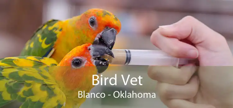 Bird Vet Blanco - Oklahoma