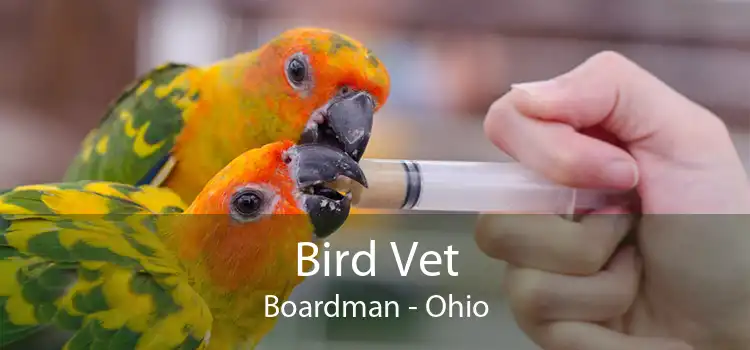 Bird Vet Boardman - Ohio