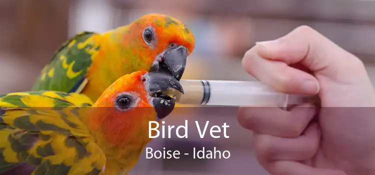 Bird Vet Boise - Idaho