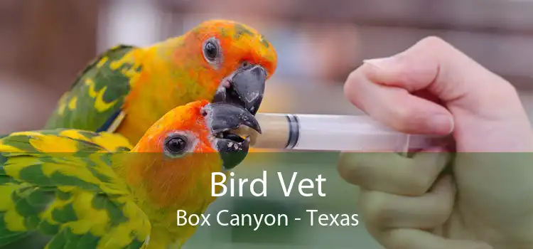 Bird Vet Box Canyon - Texas