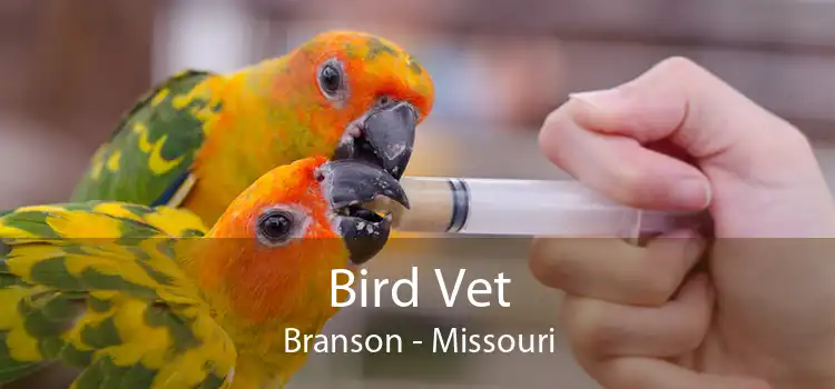 Bird Vet Branson - Missouri