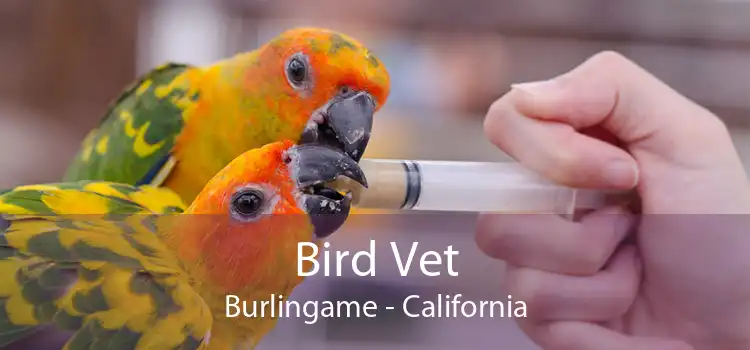 Bird Vet Burlingame - California