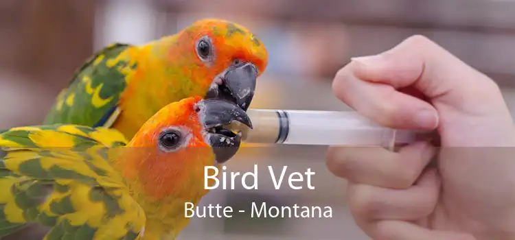 Bird Vet Butte - Montana