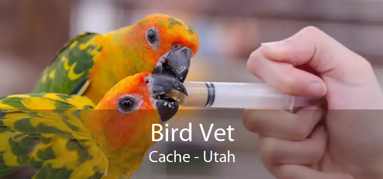 Bird Vet Cache - Utah