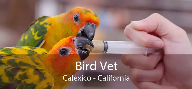 Bird Vet Calexico - California
