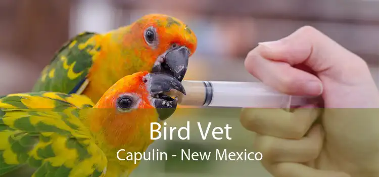 Bird Vet Capulin - New Mexico