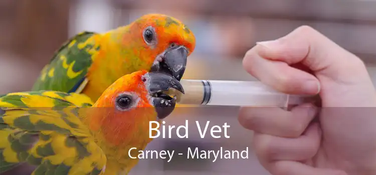 Bird Vet Carney - Maryland