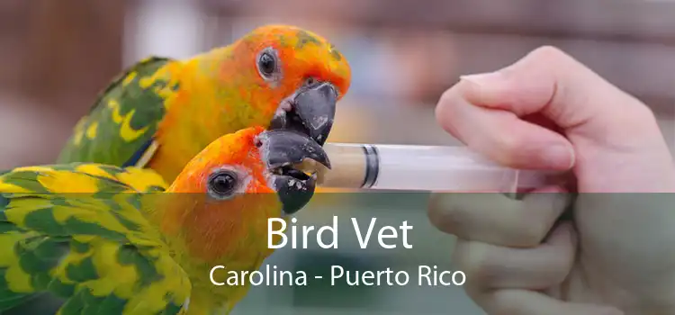 Bird Vet Carolina - Puerto Rico