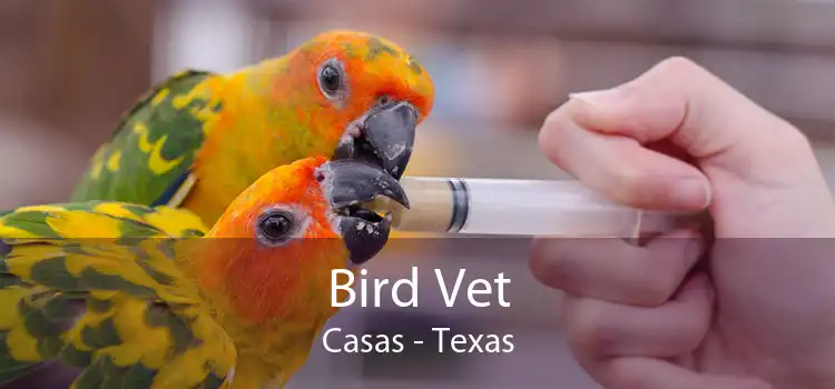 Bird Vet Casas - Texas