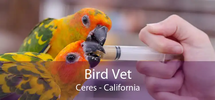 Bird Vet Ceres - California