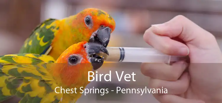 Bird Vet Chest Springs - Pennsylvania