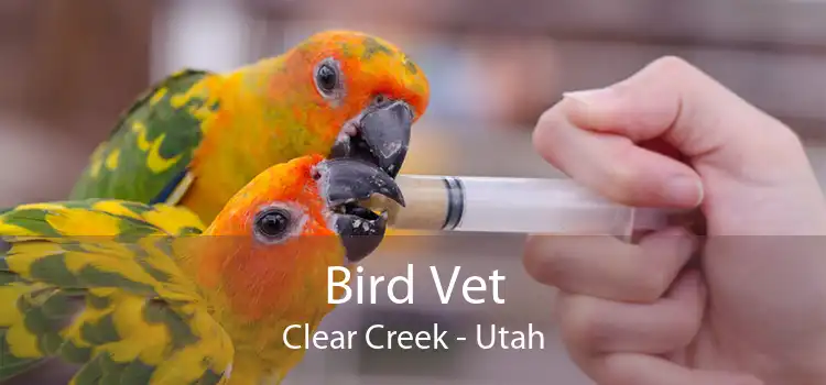 Bird Vet Clear Creek - Utah