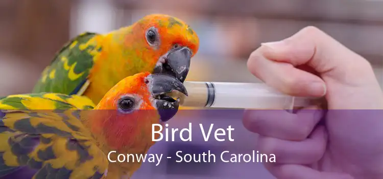 Bird Vet Conway - South Carolina