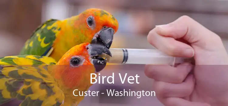 Bird Vet Custer - Washington