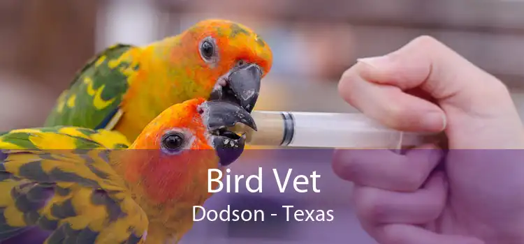Bird Vet Dodson - Texas