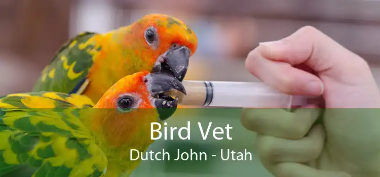 Bird Vet Dutch John - Utah