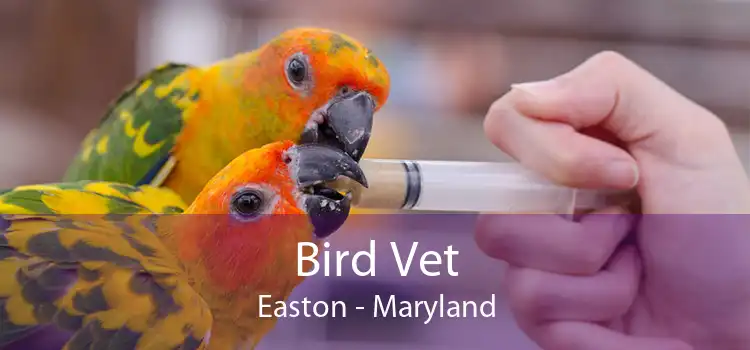 Bird Vet Easton - Emergency Exotic Avian Vet Near Me